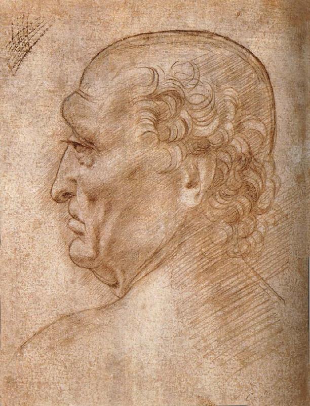 LEONARDO da Vinci Master of the Pala Sforzesca, profile of an old man Spain oil painting art